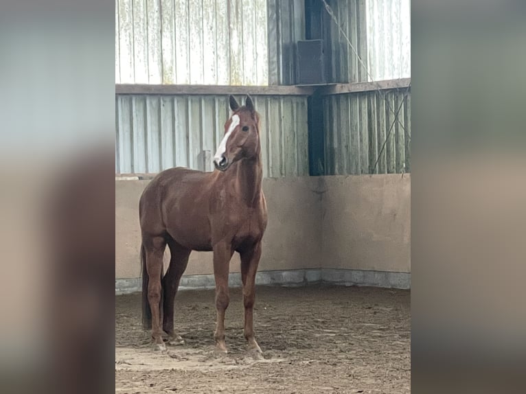 Oldenburg Gelding 14 years 17,1 hh Chestnut-Red in Braunschweig