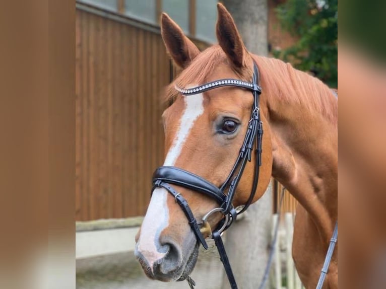 Oldenburg Gelding 14 years 17,1 hh Chestnut-Red in Braunschweig