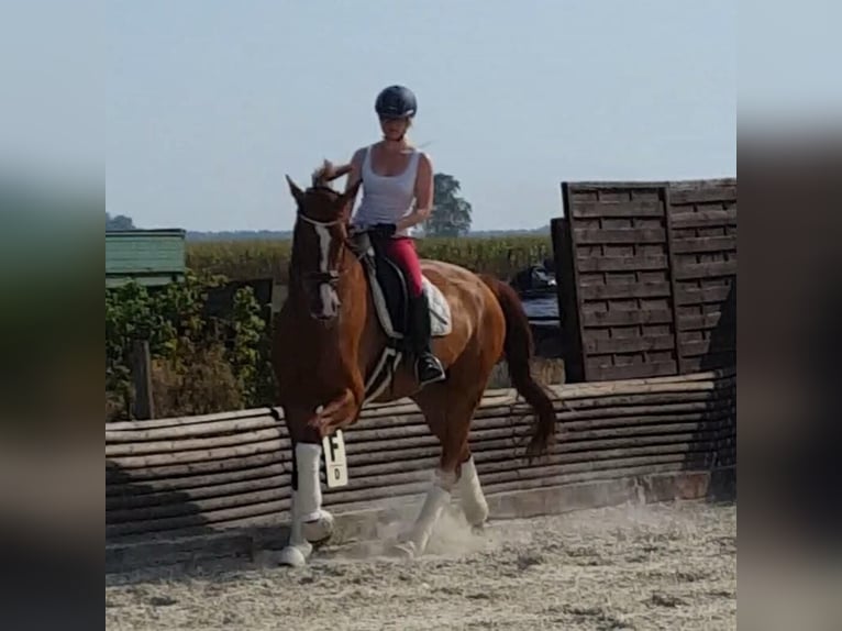 Oldenburg Gelding 14 years 17,1 hh Chestnut-Red in Braunschweig