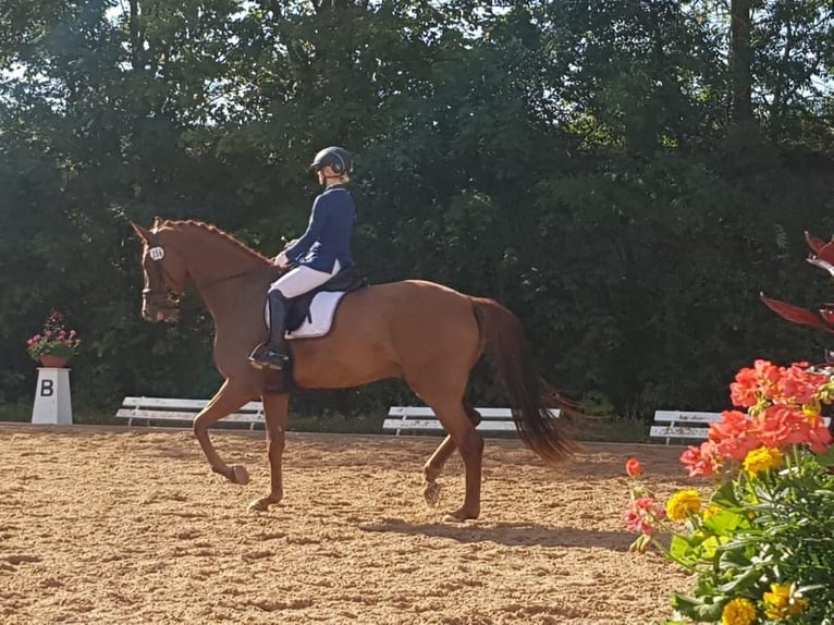 Oldenburg Gelding 14 years 17,1 hh Chestnut-Red in Braunschweig