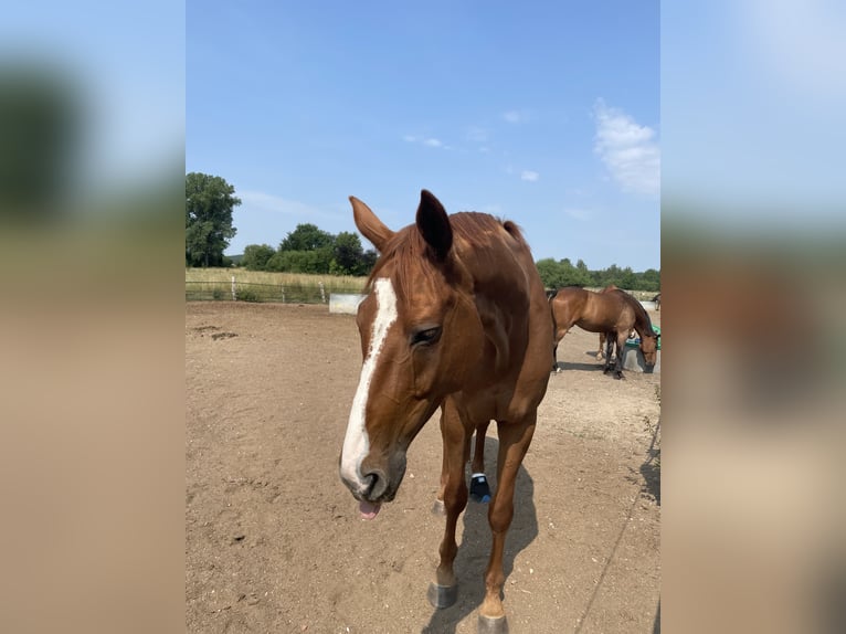 Oldenburg Gelding 14 years 17,1 hh Chestnut-Red in Braunschweig