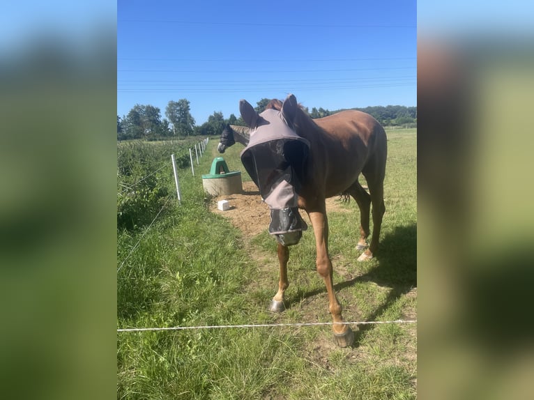 Oldenburg Gelding 14 years 17,1 hh Chestnut-Red in Braunschweig