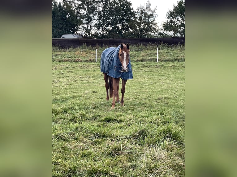 Oldenburg Gelding 14 years 17,1 hh Chestnut-Red in Braunschweig