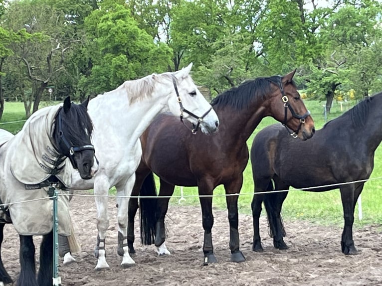 Oldenburg Gelding 14 years 17,1 hh Gray in Rullstorf