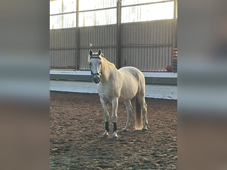 Oldenburg Gelding 14 years 17,1 hh Gray in Rullstorf