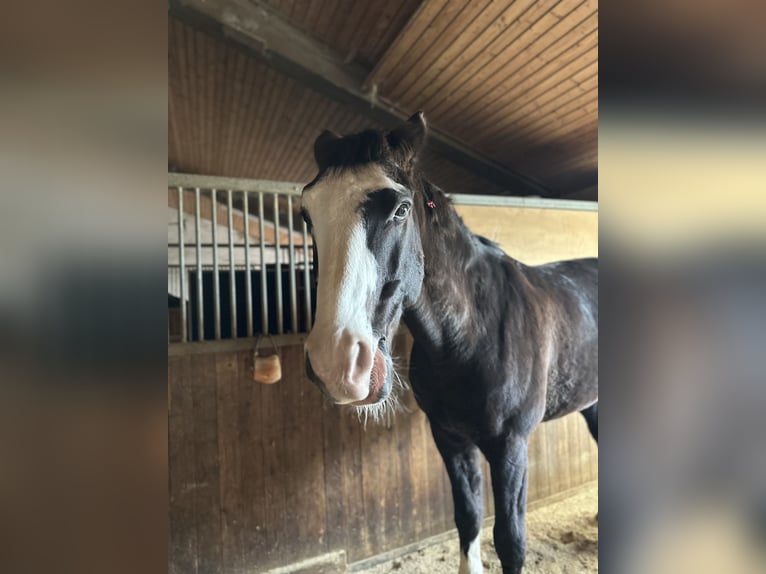 Oldenburg Gelding 14 years 17 hh Black in Dickenreishausen