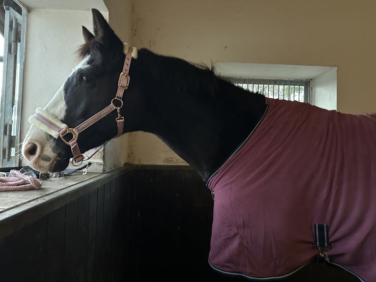 Oldenburg Gelding 14 years 17 hh Black in Dickenreishausen