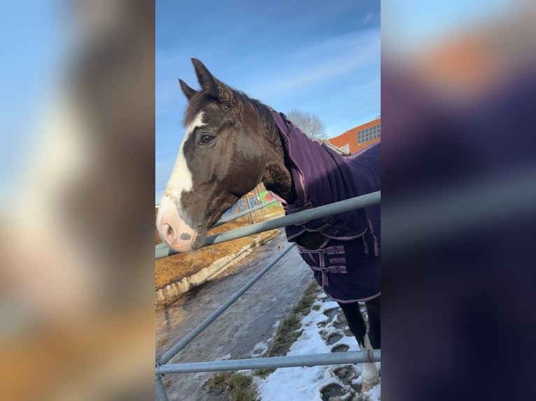 Oldenburg Gelding 14 years 17 hh Black in Dickenreishausen