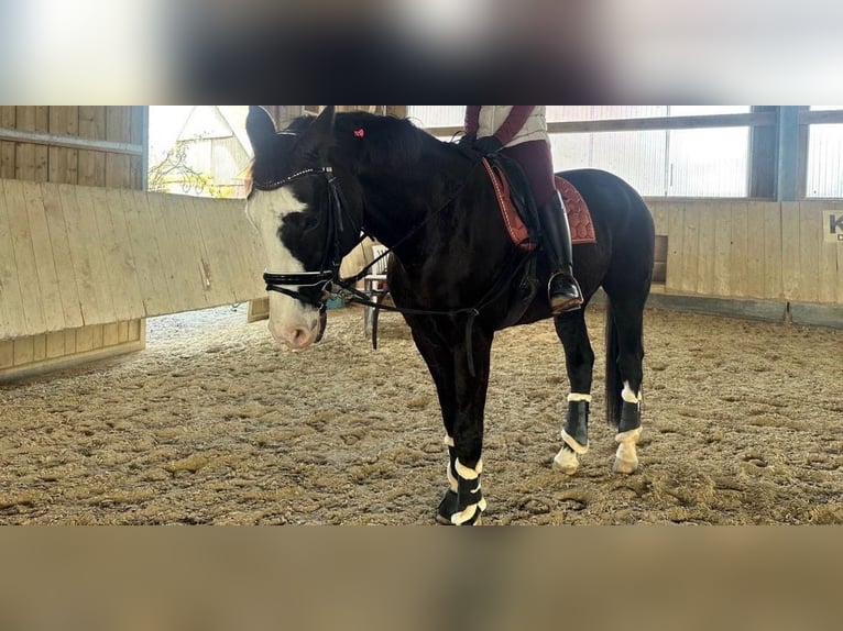 Oldenburg Gelding 14 years 17 hh Black in MemmingenMemmingen