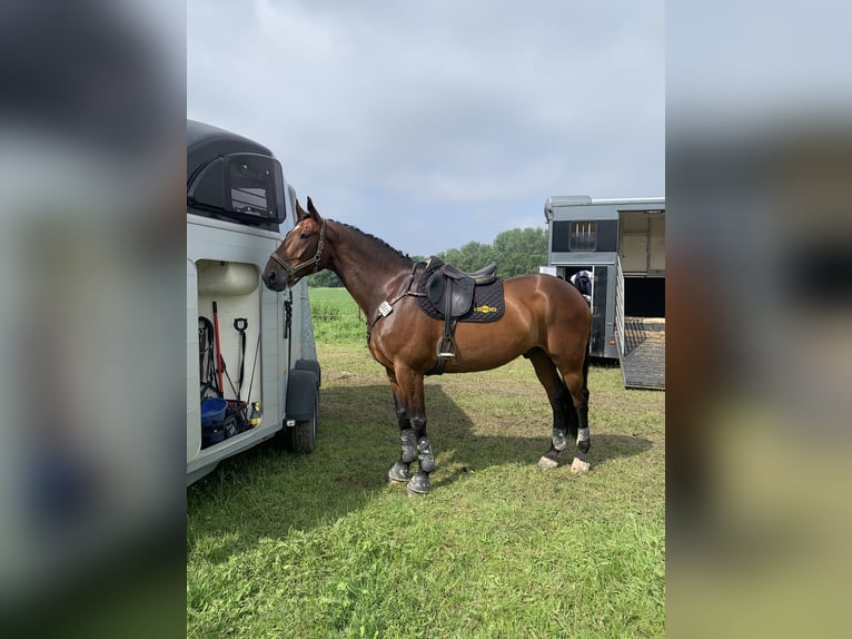 Oldenburg Gelding 14 years 17 hh Brown in Jork