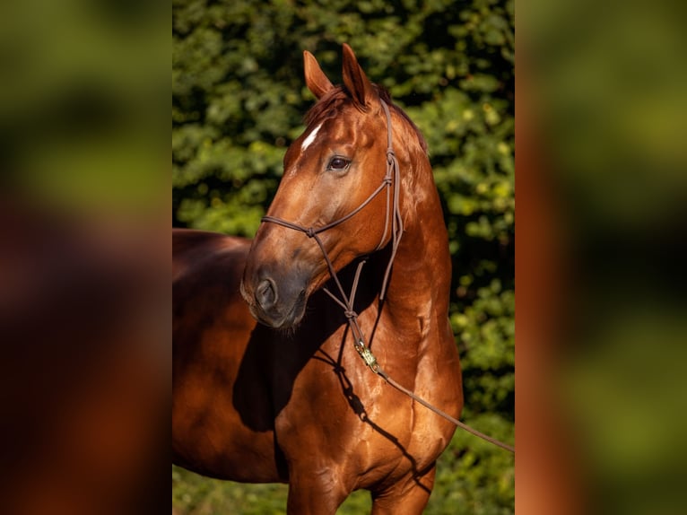 Oldenburg Gelding 14 years 17 hh Chestnut-Red in Thomasberg