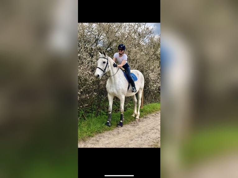 Oldenburg Gelding 14 years 17 hh Gray-Fleabitten in Steinhagen