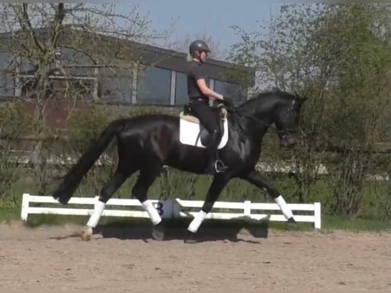 Oldenburg Gelding 14 years 17 hh Smoky-Black in Bassum