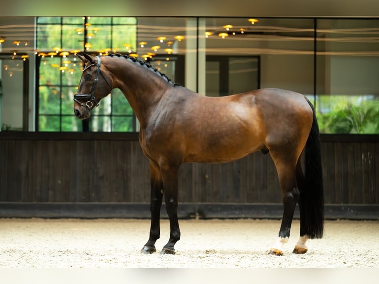 Oldenburg Gelding 14 years 17,1 hh Bay-Dark in Mol