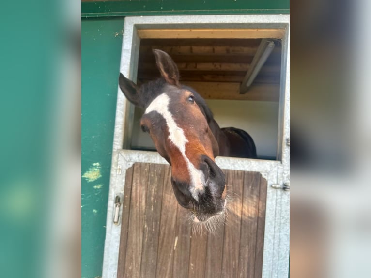 Oldenburg Gelding 14 years 17,1 hh Brown in Aldrans