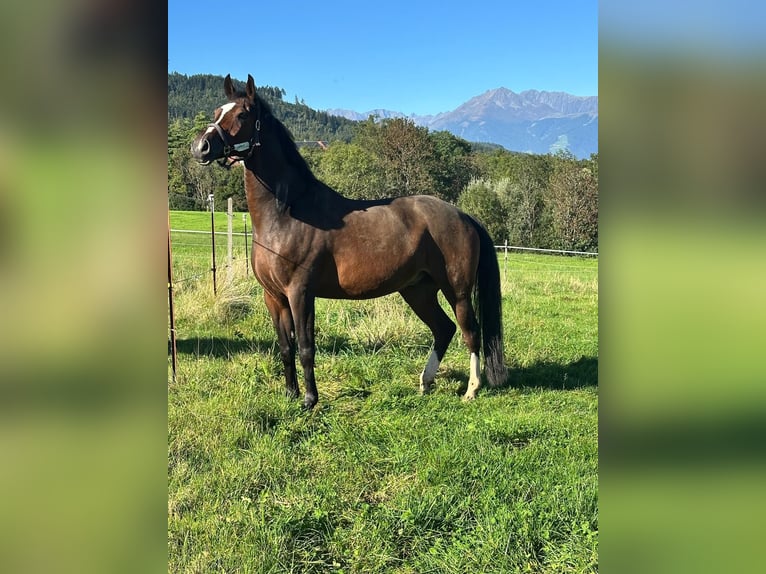 Oldenburg Gelding 14 years 17,1 hh Brown in Aldrans