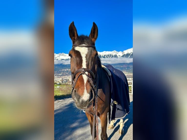Oldenburg Gelding 14 years 17,1 hh Brown in Aldrans Oldenburg Gelding 14 years 17,1 hh Brown in Aldrans