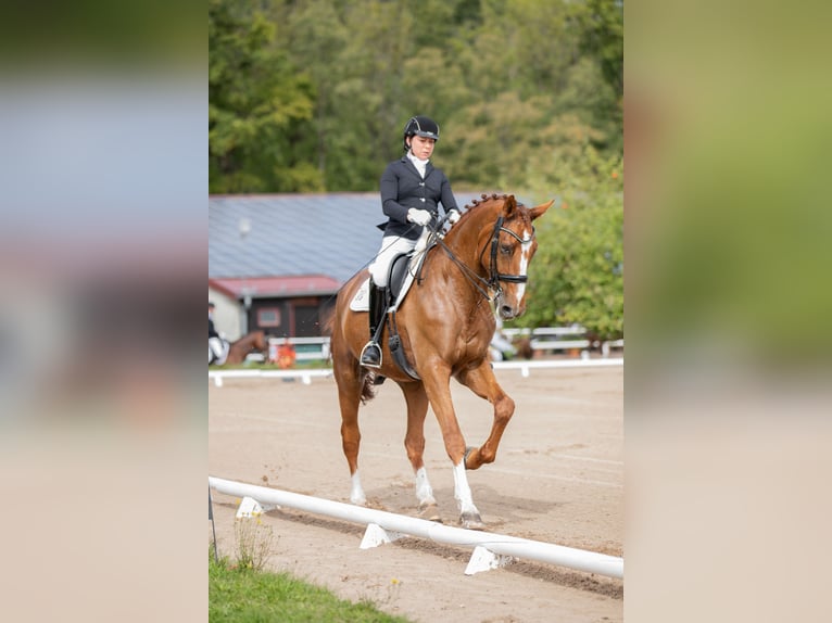 Oldenburg Gelding 14 years 17,1 hh Chestnut-Red in Arnstein