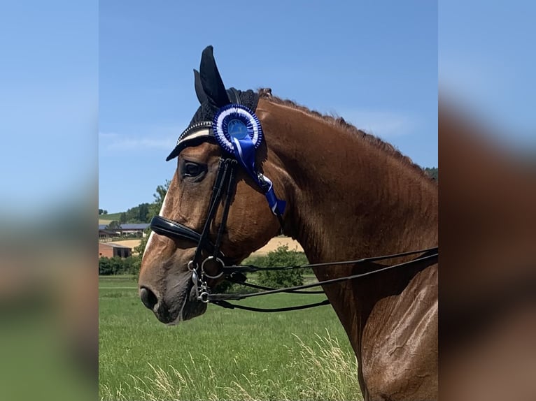 Oldenburg Gelding 14 years 17,1 hh Chestnut-Red in Arnstein