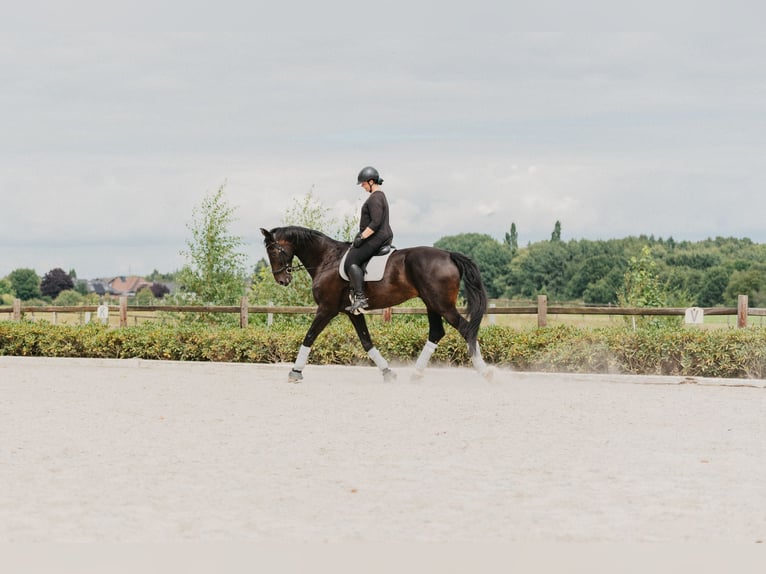 Oldenburg Gelding 14 years 18 hh Bay-Dark in Bassum