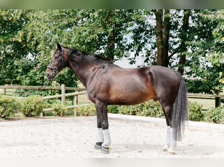 Oldenburg Gelding 14 years 18 hh Bay-Dark in Bassum