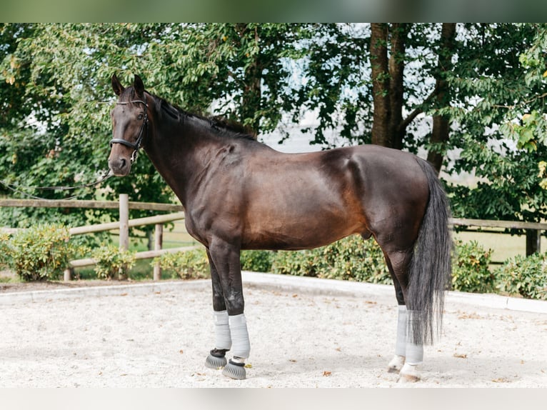 Oldenburg Gelding 14 years 18 hh Bay-Dark in Bassum