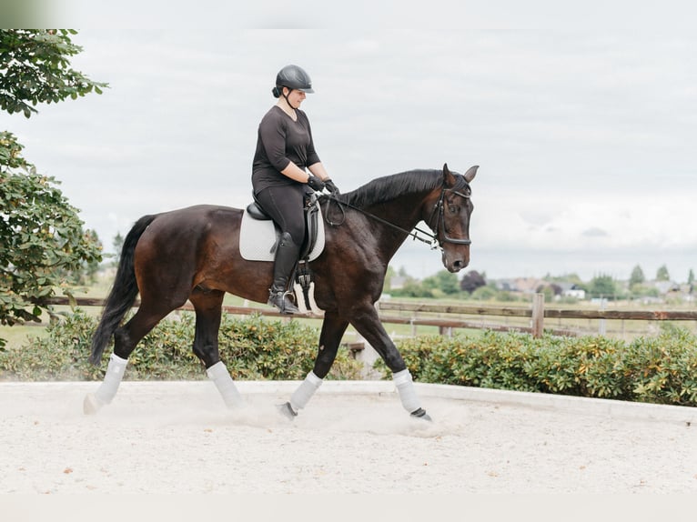 Oldenburg Gelding 14 years 18 hh Bay-Dark in Bassum