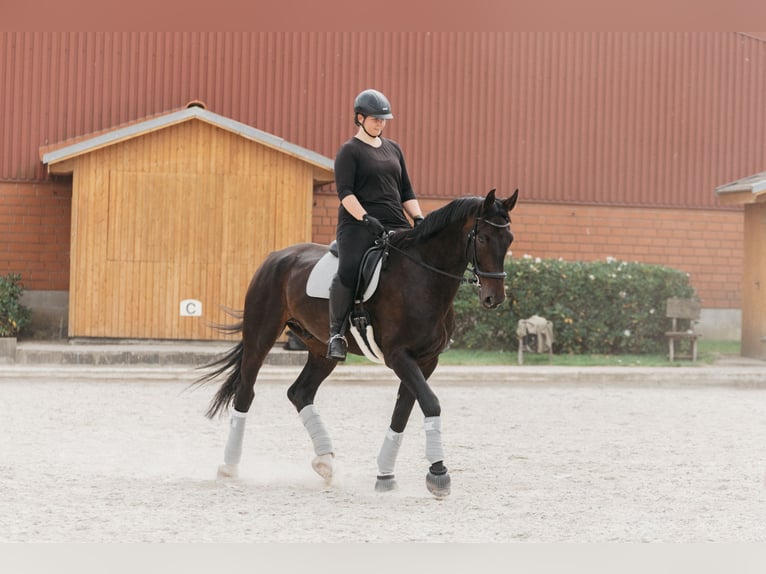 Oldenburg Gelding 14 years 18 hh Bay-Dark in Bassum