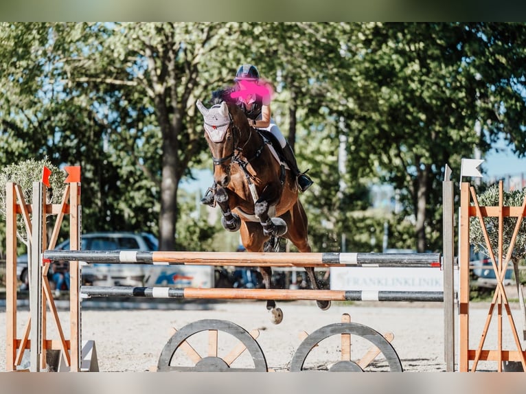 Oldenburg Gelding 14 years Brown in Schriesheim