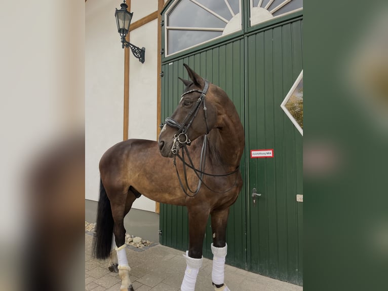 Oldenburg Gelding 14 years in Haiger