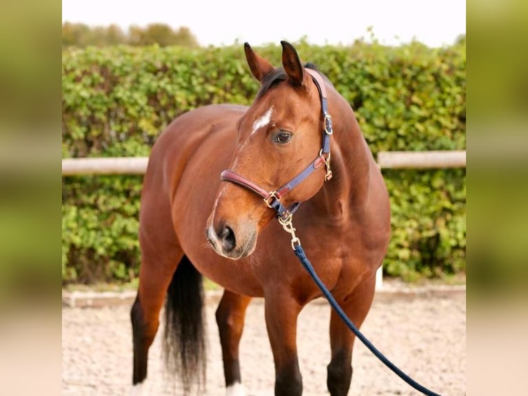 Oldenburg Gelding 15 years 14,1 hh Brown in Lindlar