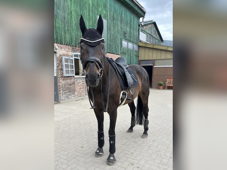 Oldenburg Gelding 15 years 16.1 hh Bay-Dark in Uetersen