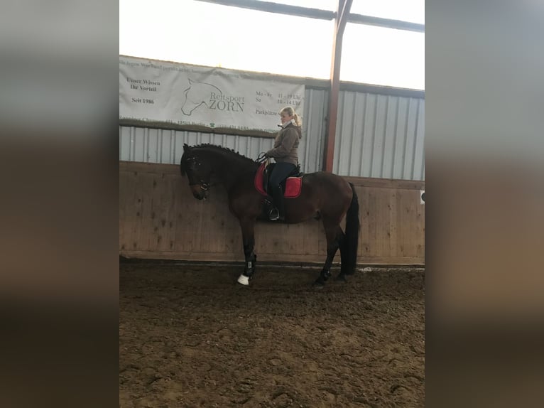 Oldenburg Mix Gelding 15 years 16,1 hh Brown in Schönwalde