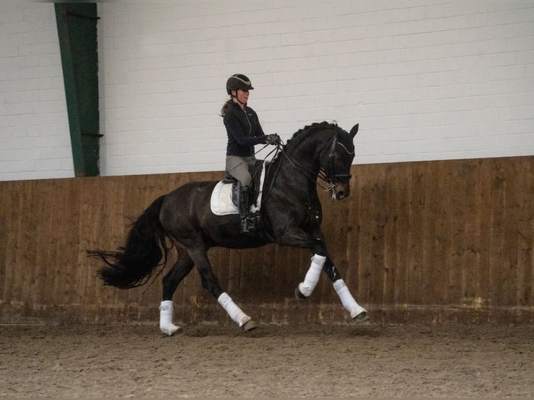 Oldenburg Gelding 15 years 16,1 hh Brown in Molfsee