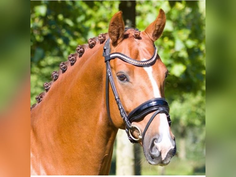 Oldenburg Gelding 15 years 16,1 hh Chestnut-Red in Appen