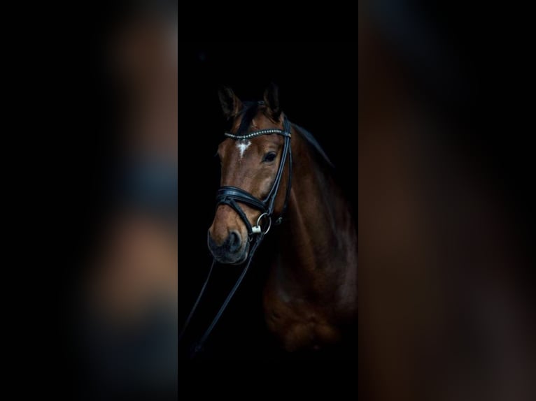 Oldenburg Gelding 15 years 16,3 hh Brown-Light in Leverkusen