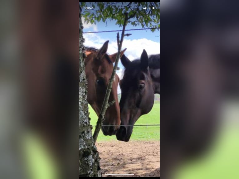 Oldenburg Gelding 15 years 16,3 hh Brown-Light in Leverkusen