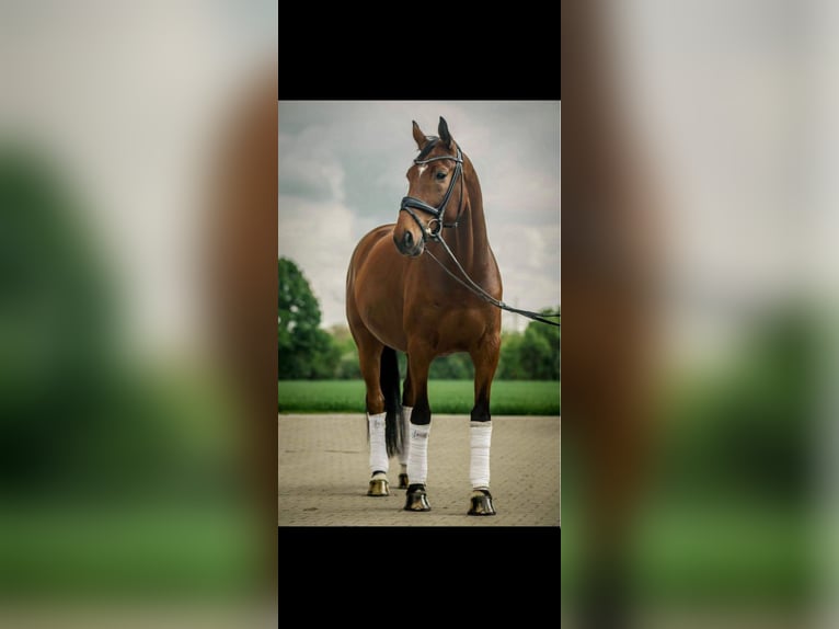 Oldenburg Gelding 15 years 16,3 hh Brown-Light in Leverkusen