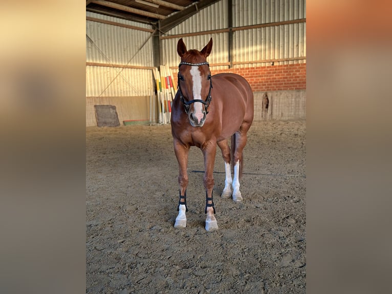 Oldenburg Gelding 15 years 16 hh Chestnut-Red in Goch