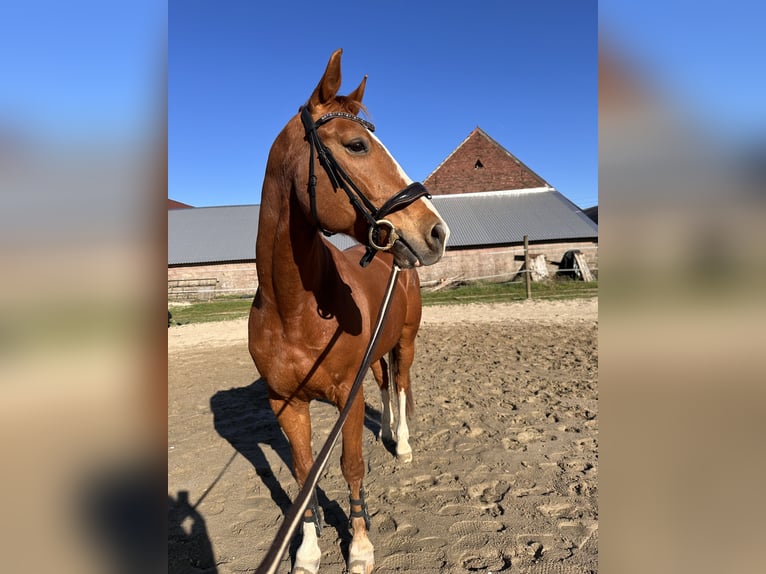 Oldenburg Gelding 15 years 16 hh Chestnut-Red in Goch