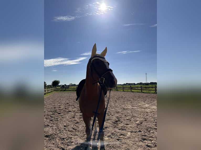 Oldenburg Gelding 15 years 16 hh Chestnut-Red in Goch