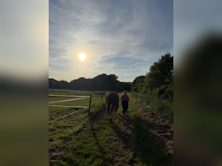 Oldenburg Gelding 15 years 16 hh Chestnut-Red in Goch