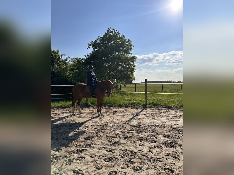 Oldenburg Gelding 15 years 16 hh Chestnut-Red in Goch