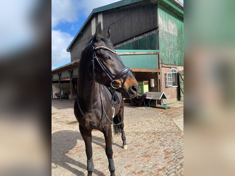 Oldenburg Gelding 15 years 16,1 hh Bay-Dark in Uetersen