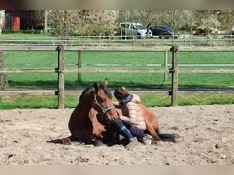 Oldenburg Gelding 15 years 16,1 hh Brown in Höperhöfen