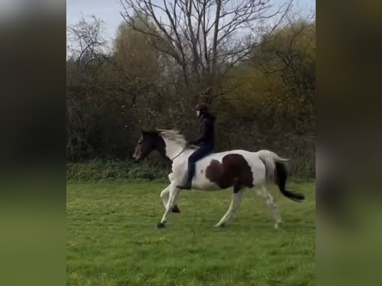 Oldenburg Gelding 15 years 16,1 hh Pinto in Wedemark