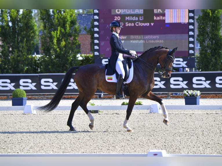 Oldenburg Gelding 15 years 16,2 hh Bay in Vilnius