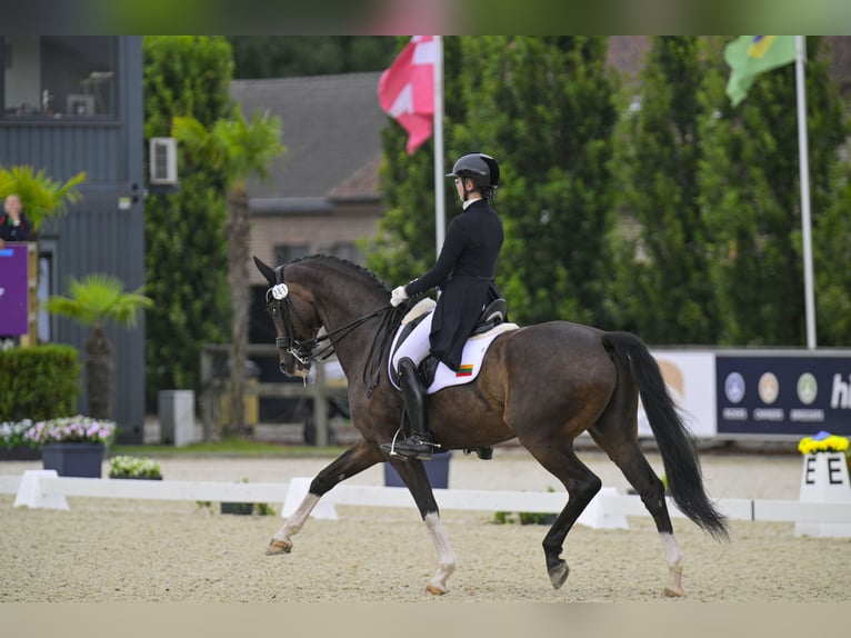 Oldenburg Gelding 15 years 16,2 hh Bay in Vilnius