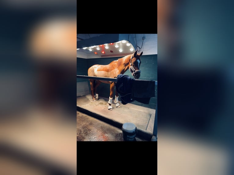 Oldenburg Gelding 15 years 17.1 hh Chestnut-Red in Lilienthal