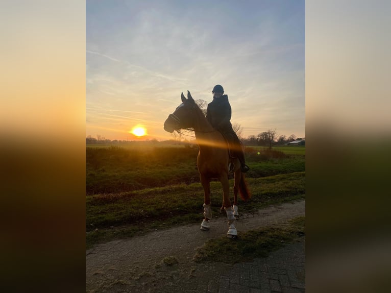 Oldenburg Gelding 15 years 17.1 hh Chestnut-Red in Lilienthal